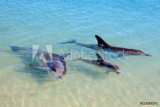 Image de Dolphins in Monkey Mia Western Australia